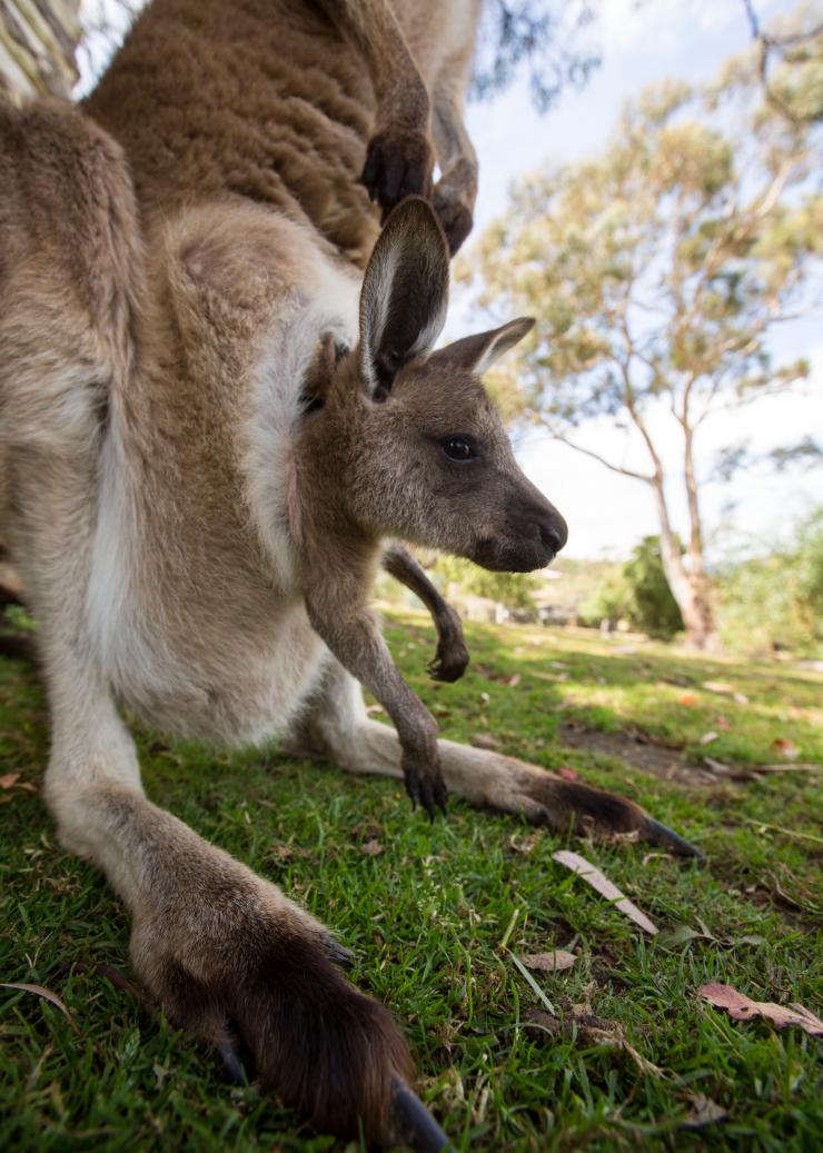 Kangaroo at Bonorong Wildlife Sanctuary, Brighton, TAS © Tourism Australia