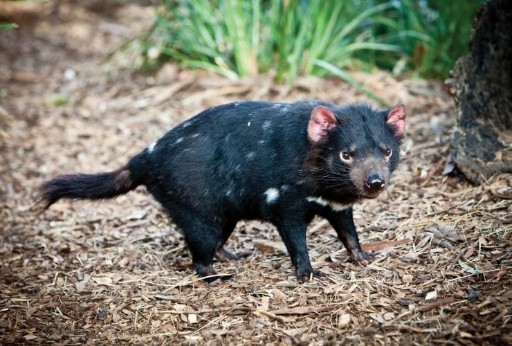 Tasmanian devil, Tasmanian Devil Unzoo, Taranna, TAS © Tourism Tasmania, Scott Sporleder, Matador