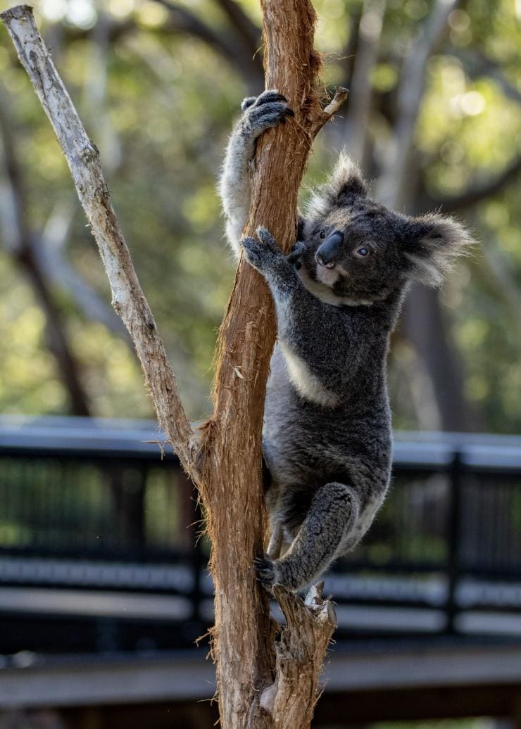 A koala with its arm outstretched while climbing a tree, Port Stephens Koala Sanctuary, Port Stephens, New South Wales © Tourism Australia 