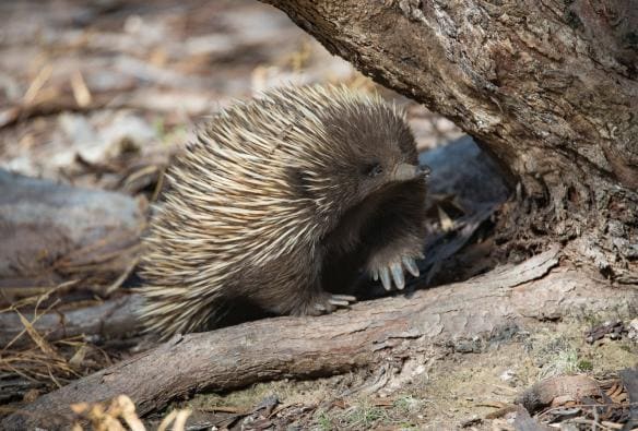 An echidna walking beside a tree, Exceptional Kangaroo Island, South Australia © Exceptional Kangaroo Island