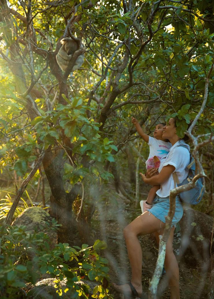 A mother and child look up at a koala in a tree on Magnetic Island, Townsville, Queensland © Tourism Australia