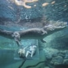 Crocosaurus Cove, Darwin, NT © Tourism Australia