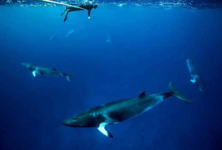 Dwarf Minke Whale, Lighthouse Bommie, QLD © Tourism and Events Queensland