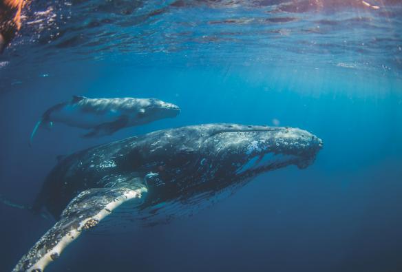 A whale and their calf swimming underwater during a tour with Sunreef Mooloolaba, Sunshine Coast, Queensland © Migration Media Underwater Imaging