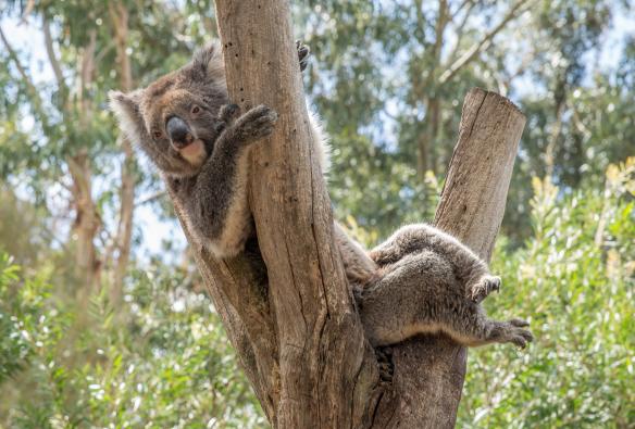 A koala peering from behind a tree branch at Kangaroo Island Wildlife Park, Kangaroo Island, South Australia © Tourism Australia