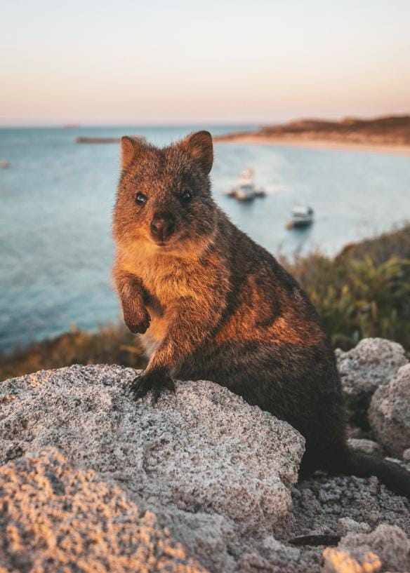 A quokka smiling at the camera on Rottnest Island, Western Australia © Tourism Australia