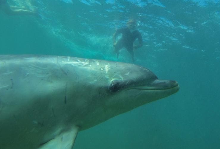 A dolphin in the foreground underwater with a person swimming at the surface above, Baird Bay, South Australia © Tourism Australia