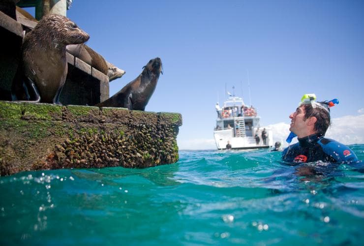 A person snorkelling beside a group of seals perched on a ledge, Moonraker Dolphin Swims, Mornington Peninsula, Victoria © Visit Victoria