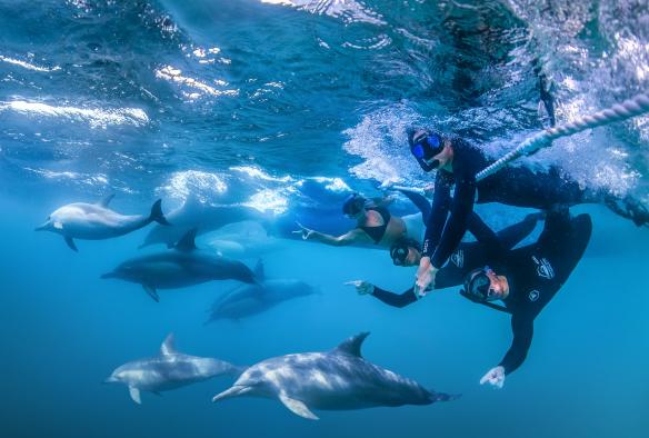 Underwater photo of a group of people swimming with a pod of dolphins, Dolphin Swim Australia, Nelson Bay, New South Wales © A couple smiling while standing on the edge of a boat, Dolphin Swim Australia, Port Stephens, New South Wales © Destination NSW Two people sitting on the edge of a boat wearing wet suits and snorkels, Dolphin Swim Australia, Port Stephens, New South Wales © Destination NSW  Gergo Rugli