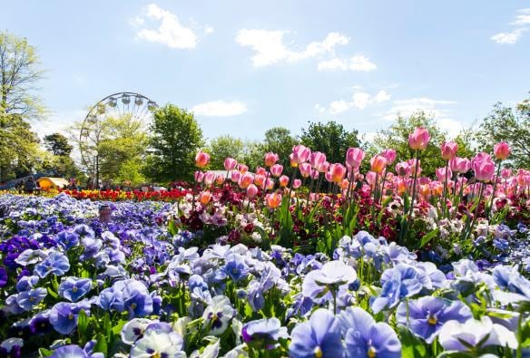 A field of curated flowers with trees and a ferris wheel in the distance at Floriade, Canberra, Australian Capital Territory © Visit Canberra