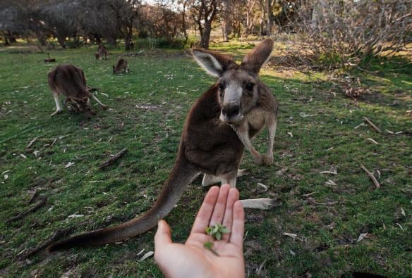 A woman offers food to a kangaroo at Urimbirra Wildlife Park, Victor Harbour, South Australia © Tourism Australia