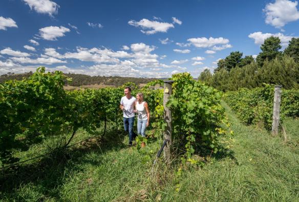 Two people walk among the green, luscious grapevines of Mount Majura Vineyard, Canberra, Australian Capital Territory © Tourism Australia