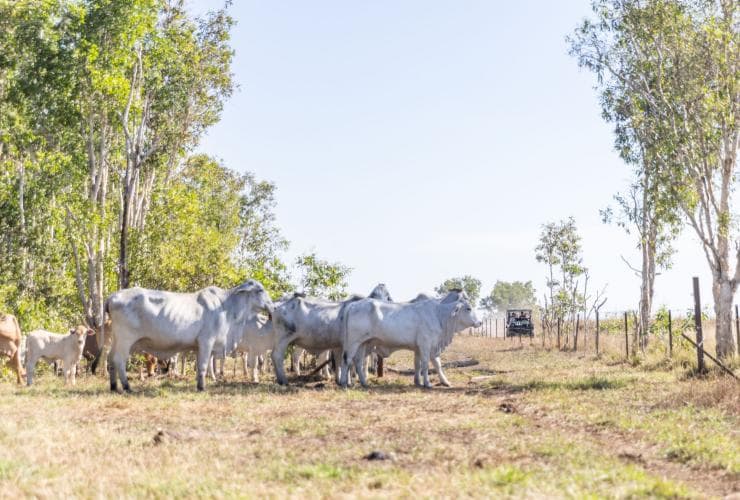 Cows at Finniss River Lodge, The Top End, Northern Territory © Tourism Events NT/Helen Orr Finniss River Lodge