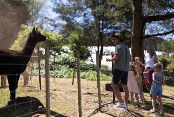 Family admiring alpacas, Christmas Hills Raspberry Farm, North West Tasmania, Tasmania © Tourism Australia