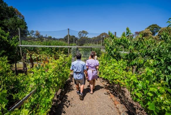 An owner walks a group through the kitchen garden at Harvest Experience, Geelong and the Bellarine, Victoria © Harvest Experience