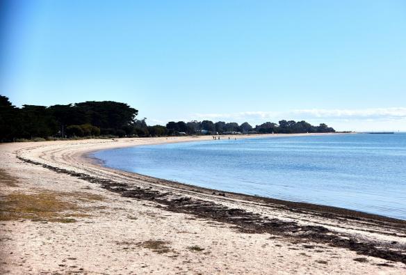 A curved sandy bay is hugged by green trees. On the sand sits washed up seaweed, Portarlington, Geelong and the Bellarine, Victoria © Tourism Australia