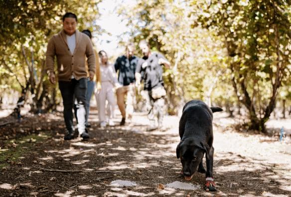 A tour walking around Truffle Hill, Manjimup, Western Australia ©  Tourism Australia