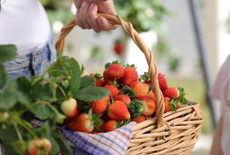 A close up of a wicker basket shows a beautiful bounty of freshly picked, ripe strawberries at Ricardoes Tomatoes & Strawberries, Barrington Coast, New South Wales © Tourism Australia