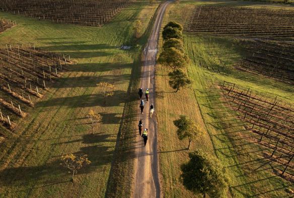 Aerial of a group of people on horseback riding along vineyards with Hunter Valley Horses, Hunter Valley, New South Wales © Tourism Australia