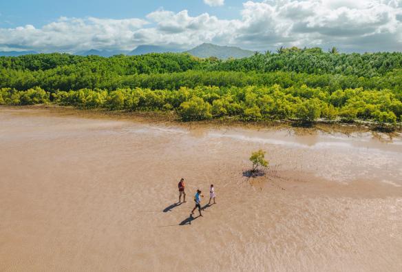 Aerial view over two people walking alongside an Aboriginal guide holding a spear on mudflats beside lush green mangroves with Walkabout Cultural Adventures, Port Douglas, Tropical North Queensland, Queensland © Tourism Australia 