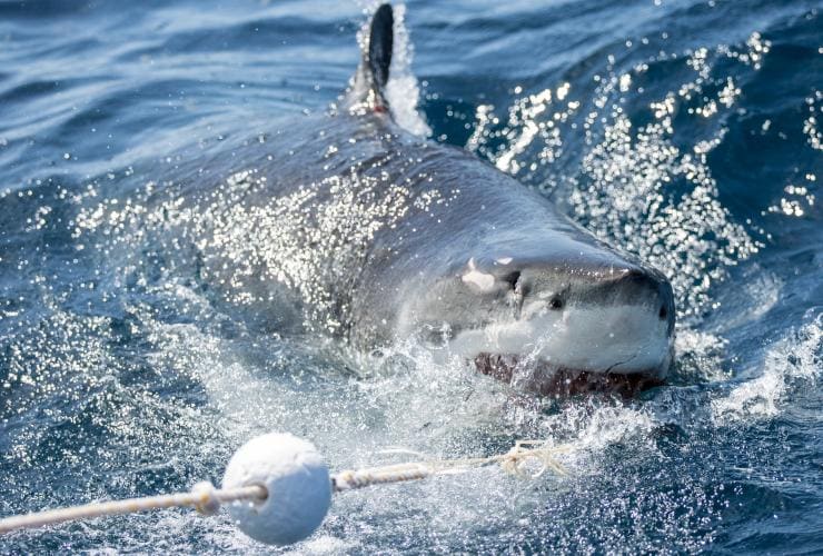 Calypso Dive Charters, Neptune Islands, SA © Tourism Australia