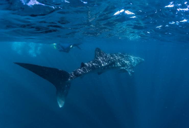 Whale Shark, Ningaloo Marine Park, WA © Tourism Western Australia