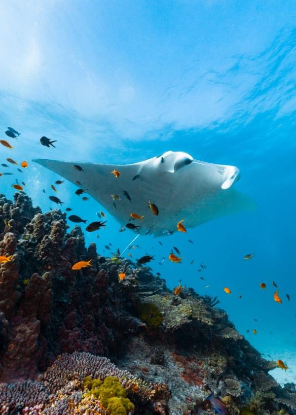Lady Elliot Island, Great Barrier Reef, Queensland © Tourism and Events Queensland