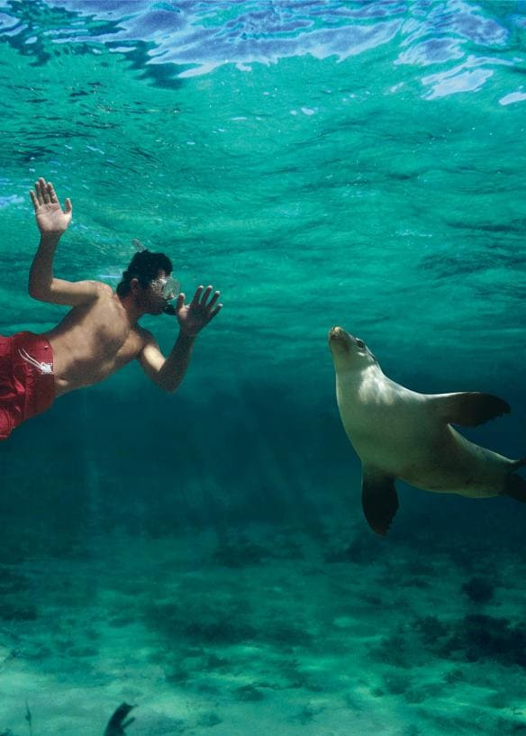 Sea lions, Baird Bay, Eyre Peninsula, South Australia © South Australian Tourism Commission/Caroline Fisher