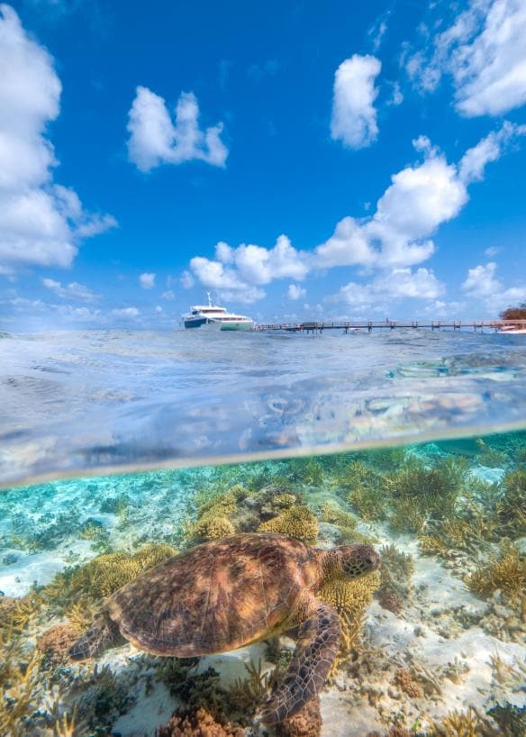 Heron Island, Great Barrier Reef, Queensland © Tourism and Events Queensland