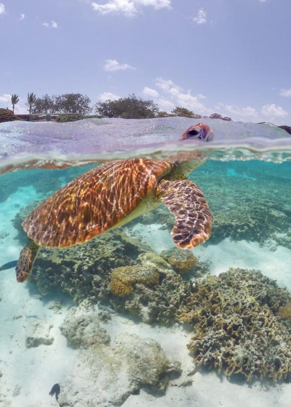 Lady Elliot Island, Great Barrier Reef, Queensland © Tourism and Events Queensland
