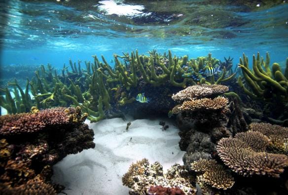 Coral Bay, Ningaloo Marine Park, Western Australia © Australia's Coral Coast