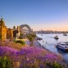 Jacarandas and Sydney Harbour at sunset, Sydney, NSW © Destination NSW