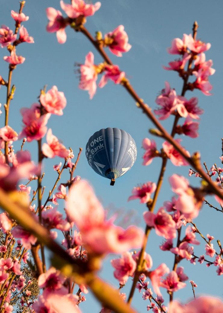 Hot air balloons, Canberra, ACT © Rob Mulally