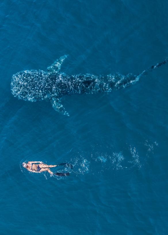 Ningaloo Marine Park, Ningaloo Reef, WA © Tourism Western Australia 