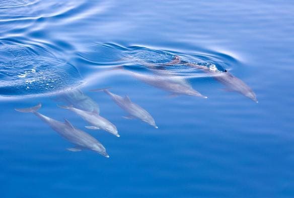 Dolphin watching with Jervis Bay Wild Whale Watching & Dolphin Cruises, Jervis Bay, NSW © Jervis Bay Wild