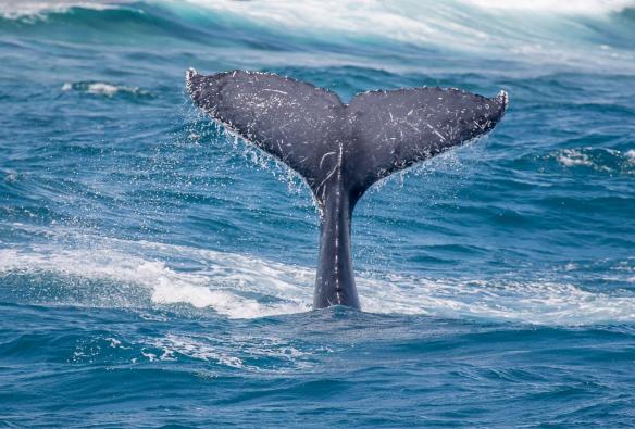 Live Ningaloo, Ningaloo Reef, Western Australia © Live Ningaloo & Chris Jansen