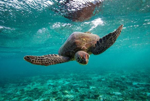 Green Sea Turtle, Lady Elliot Island Eco Resort, Southern Great Barrier Reef, Queensland © Lady Elliot Island Eco Resort