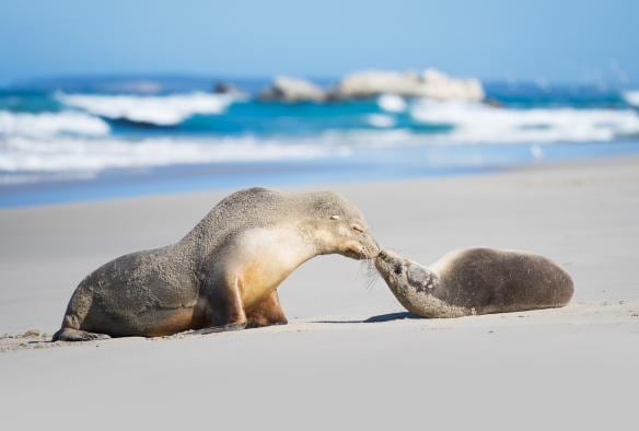 Seal Bay Conservation Park, Kangaroo Island, South Australia © South Australian Tourism Commission