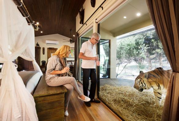 A couple sipping champagne in their room at Jamala Wildlife Lodge while watching a tiger near their window, Canberra, Australian Capital Territory © National Zoo & Aquarium