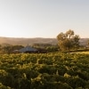 Rows of grape vines at The Vineyard Retreat in McLaren Vale © The Vineyard Retreat McLaren Vale