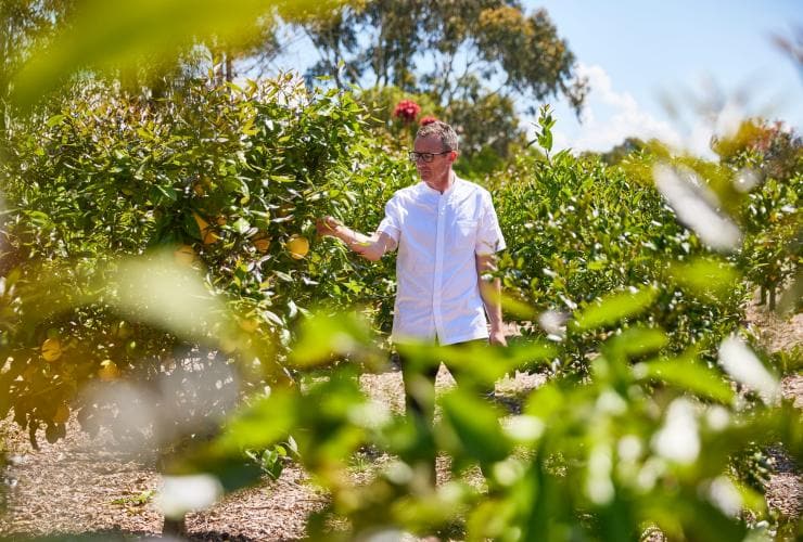 A chef picking food from a kitchen garden, Brae, Birregurra, Victoria © Tourism Australia