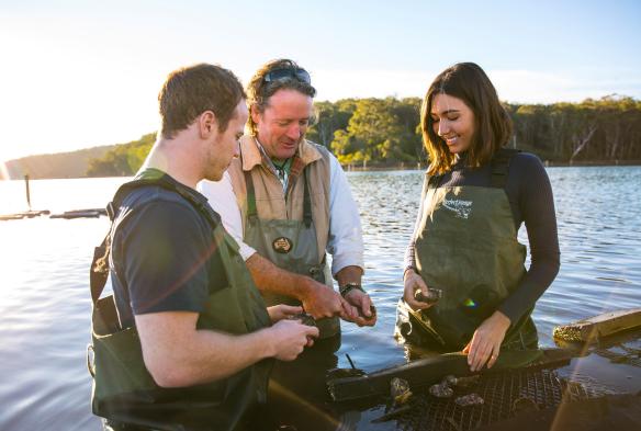 Captain Sponge's Magical Oyster Tour, Pambula River, NSW © Destination NSW