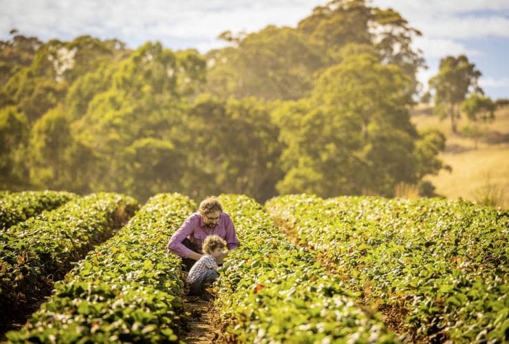 Father and son among rows of strawberries at Beerenberg, Hahndorf, South Australia © Tourism Australia