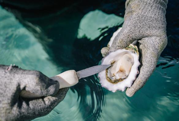 A close-up of a shucked oyster on a tour with Experience Coffin Bay, Eyre Peninsula, South Australia © City of Port Lincoln/ Kinship Productions