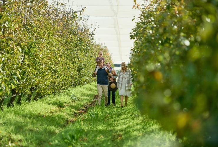 A family wandering through a lush apple orchard, Glenbernie Orchard, Illawarra, New South Wales © Tourism Australia