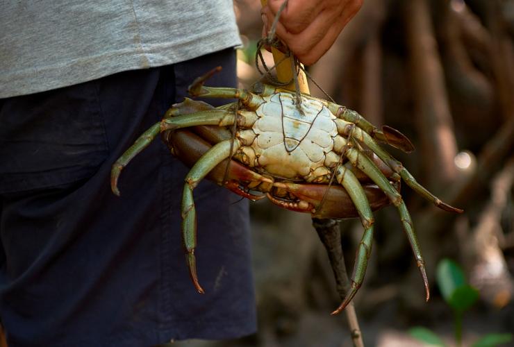 A person holding a mud crab, Walkabout Cultural Adventures, Daintree Rainforest, Queensland © Tourism and Events Queensland