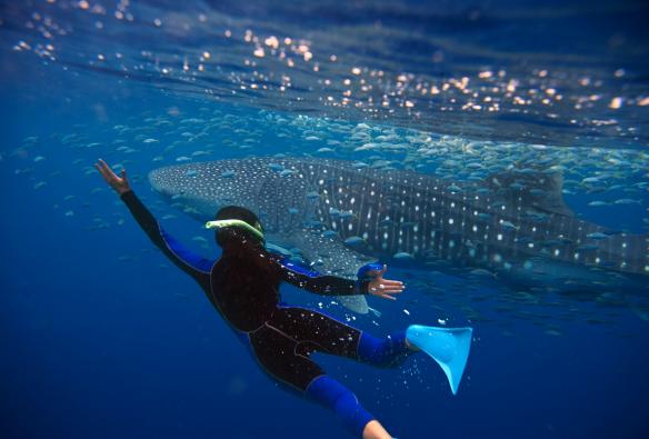 Ningaloo Reef, WA © Tourism Australia