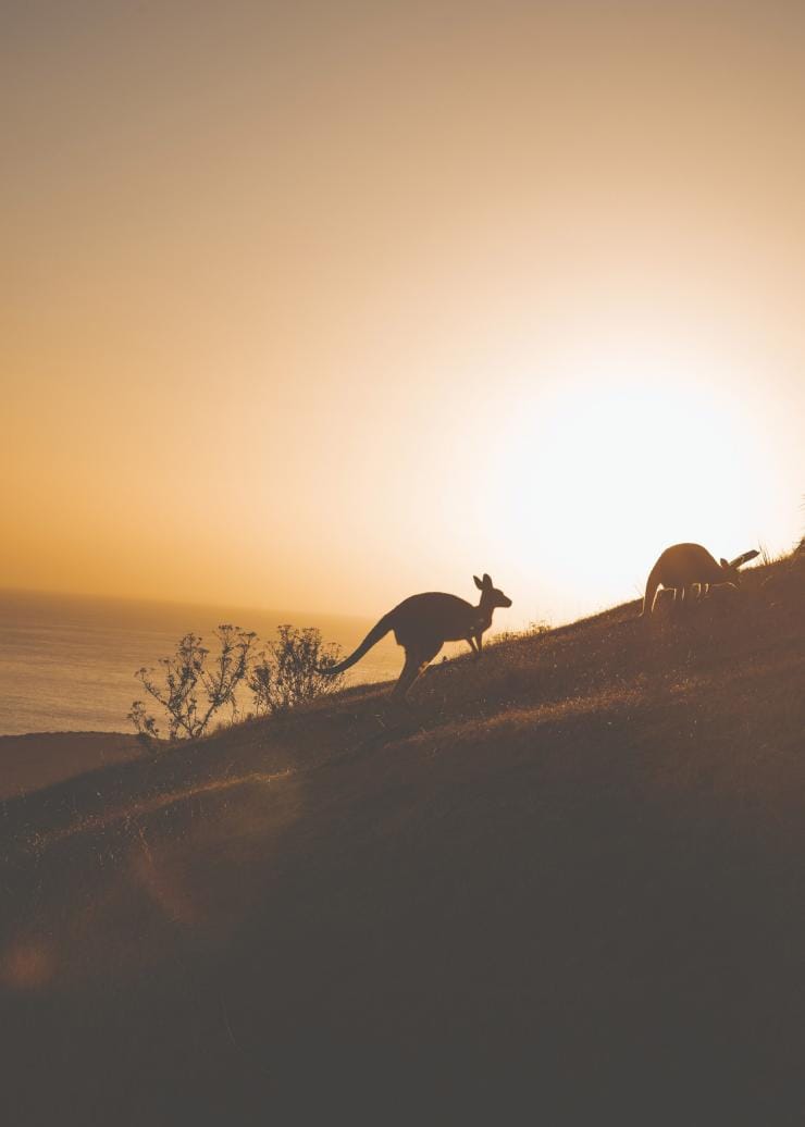 Deep Creek National Park,  Fleurieu Peninsula, SA © Wandering Wilsons