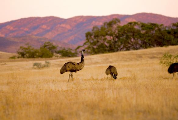 Emus in the grass at the Arkaba Conservancy, Flinders Ranges, South Australia © Wild Bush Luxury