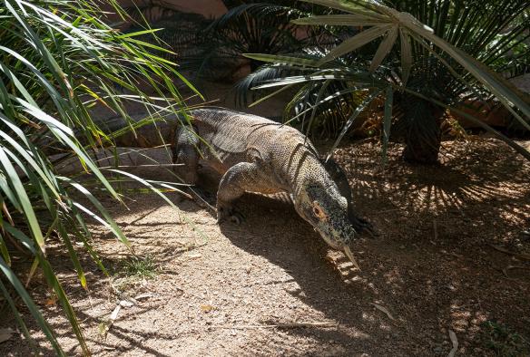 Goanna walking among plants at Hartley's Crocodile Adventures, Cairns, Queensland © Tourism Australia
